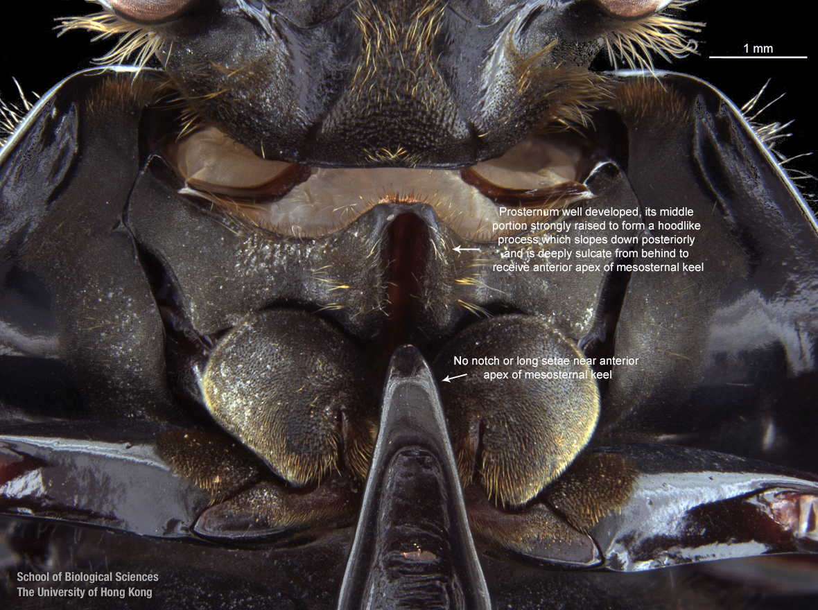 Prosternum